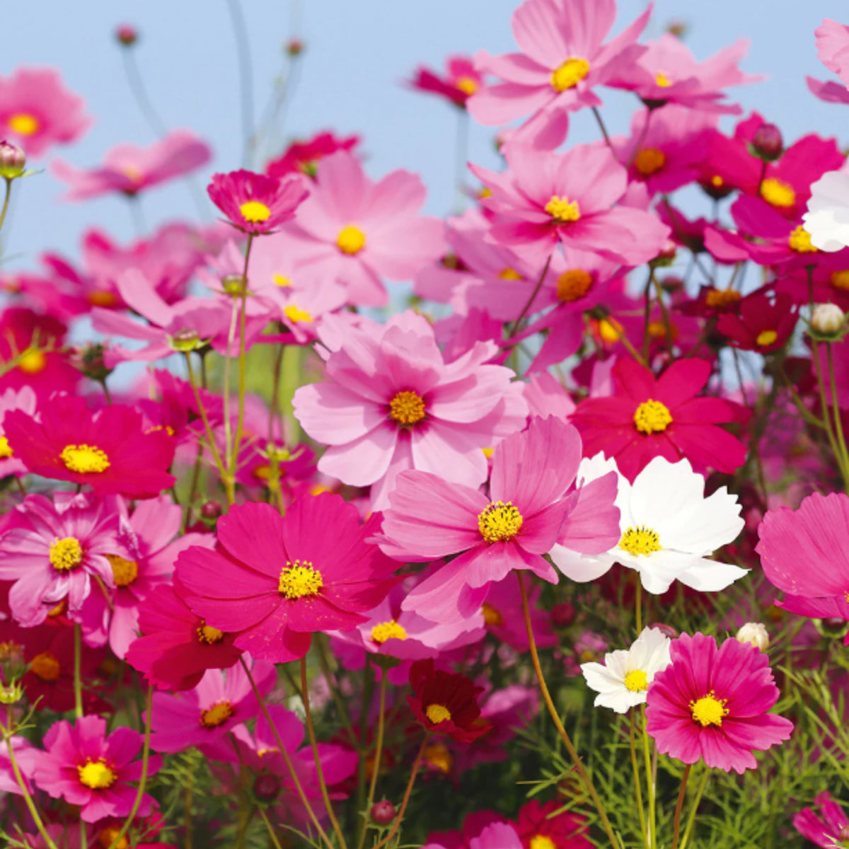 Psyche Mix Cosmos Seeds - Drought Tolerant, Cut Flower, 50+ seeds