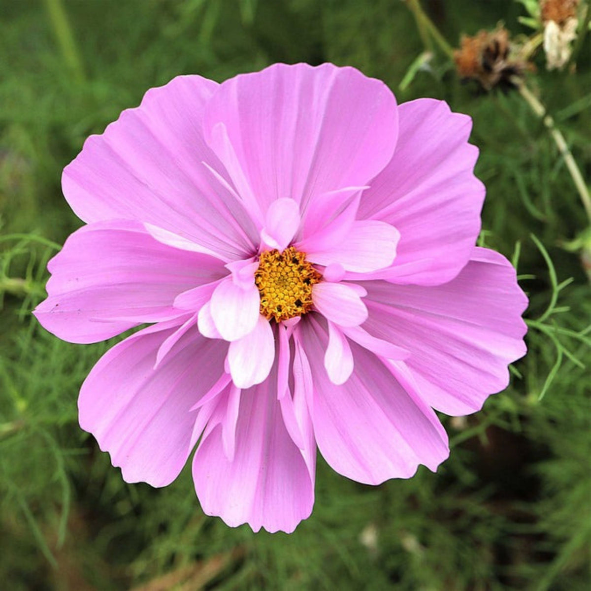 Psyche Mix Cosmos Seeds - Drought Tolerant, Cut Flower, 50+ seeds