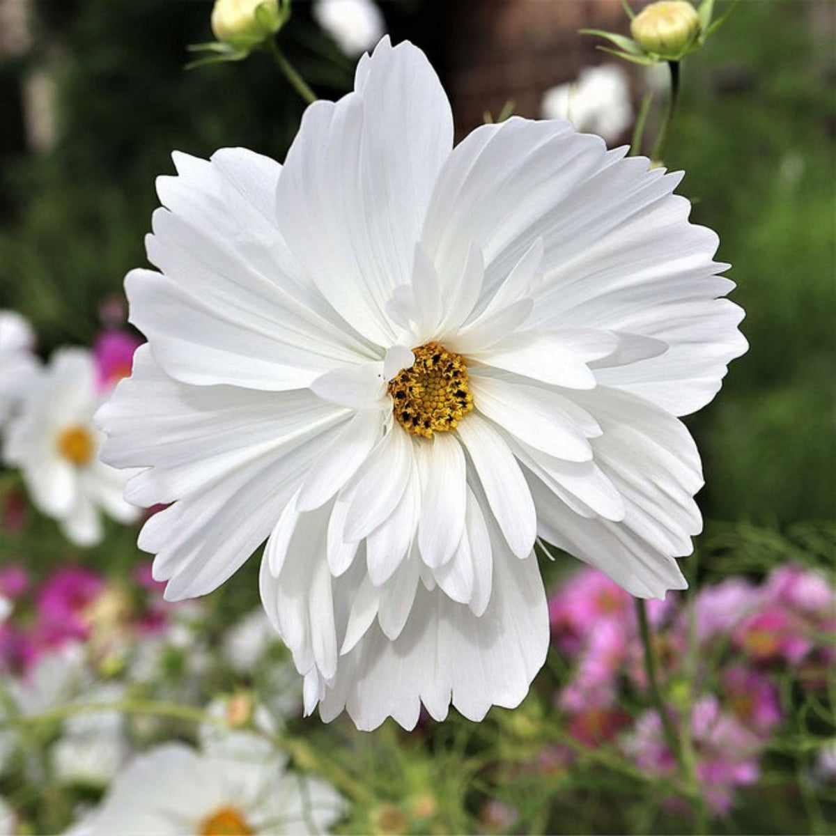 Psyche Mix Cosmos Seeds - Drought Tolerant, Cut Flower, 50+ seeds