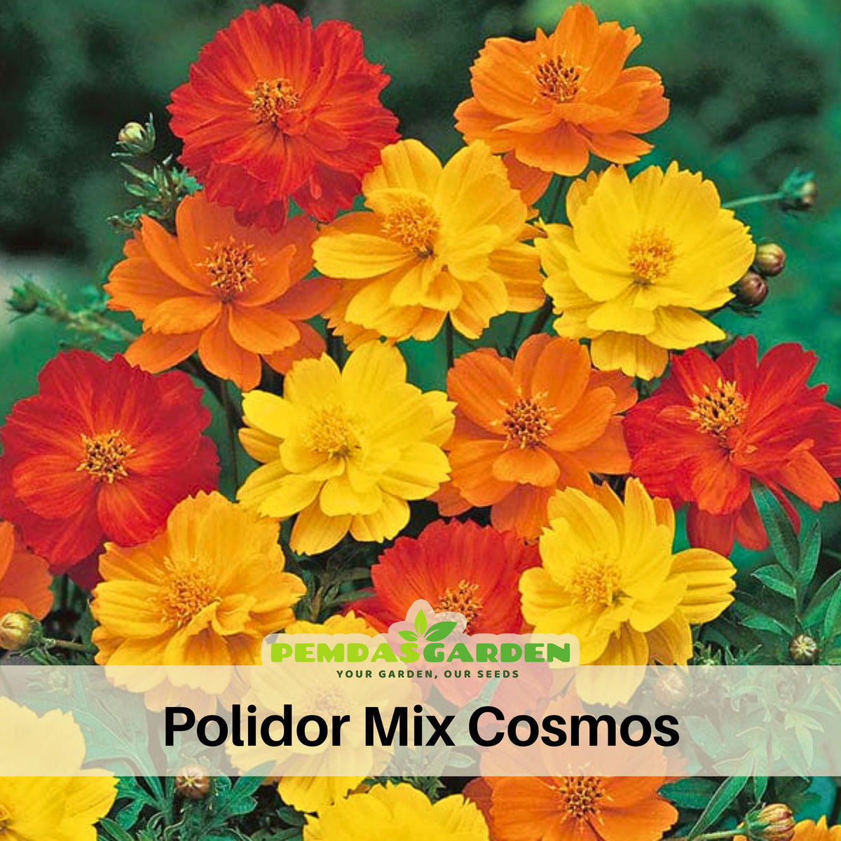 Polidor Mix Cosmos Seeds - Drought Tolerant, Cut Flower, 50+ seeds