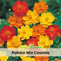 50+ Seeds|  Polidor Mix Cosmos Seeds - Colorful Annual Flower Easy to Grow Pollinator Friendly for Garden Borders Containers and Cut Flowers , Drought Tolerant, Cut Flower, Attracts bees & butterflies #L005