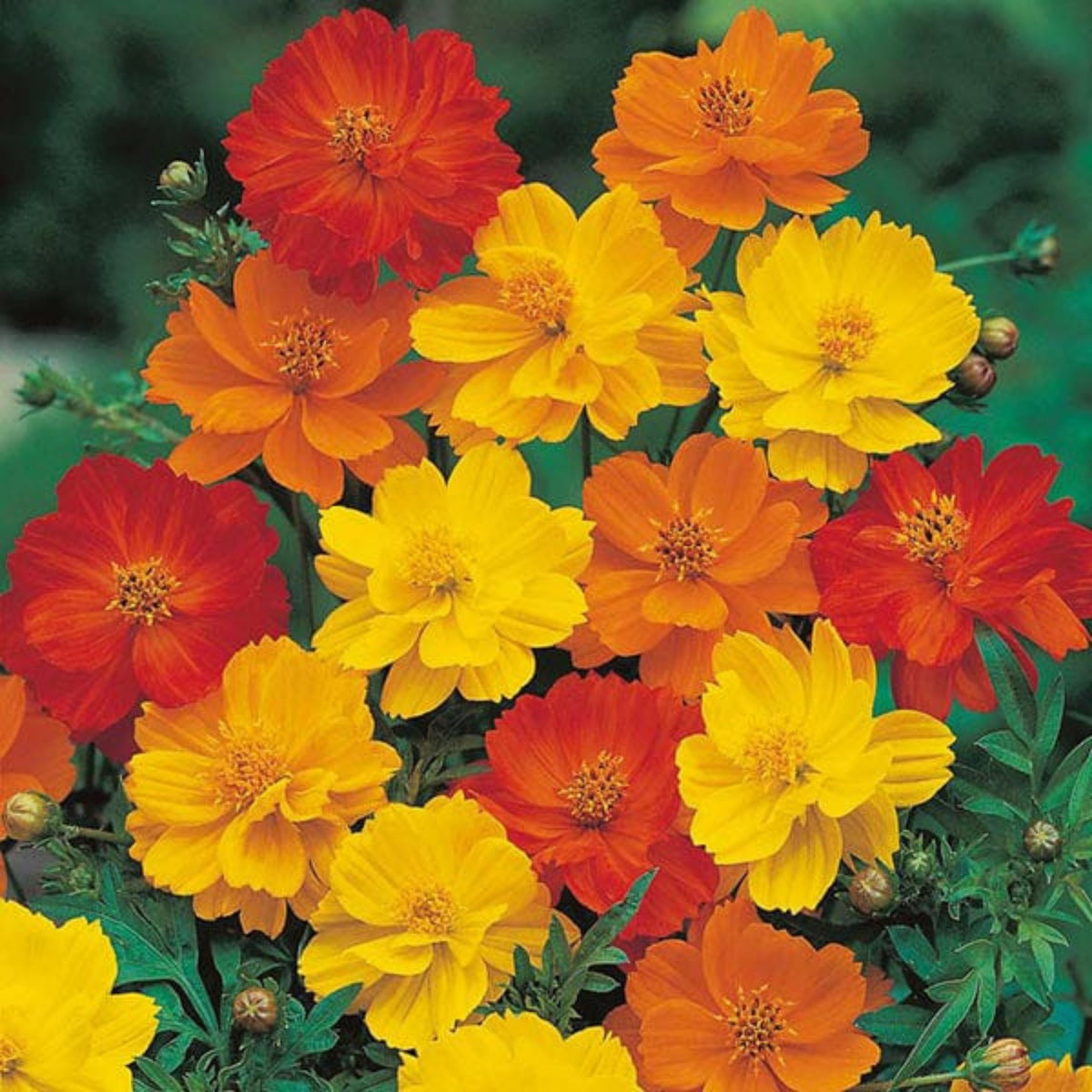 Polidor Mix Cosmos Seeds - Drought Tolerant, Cut Flower, 50+ seeds
