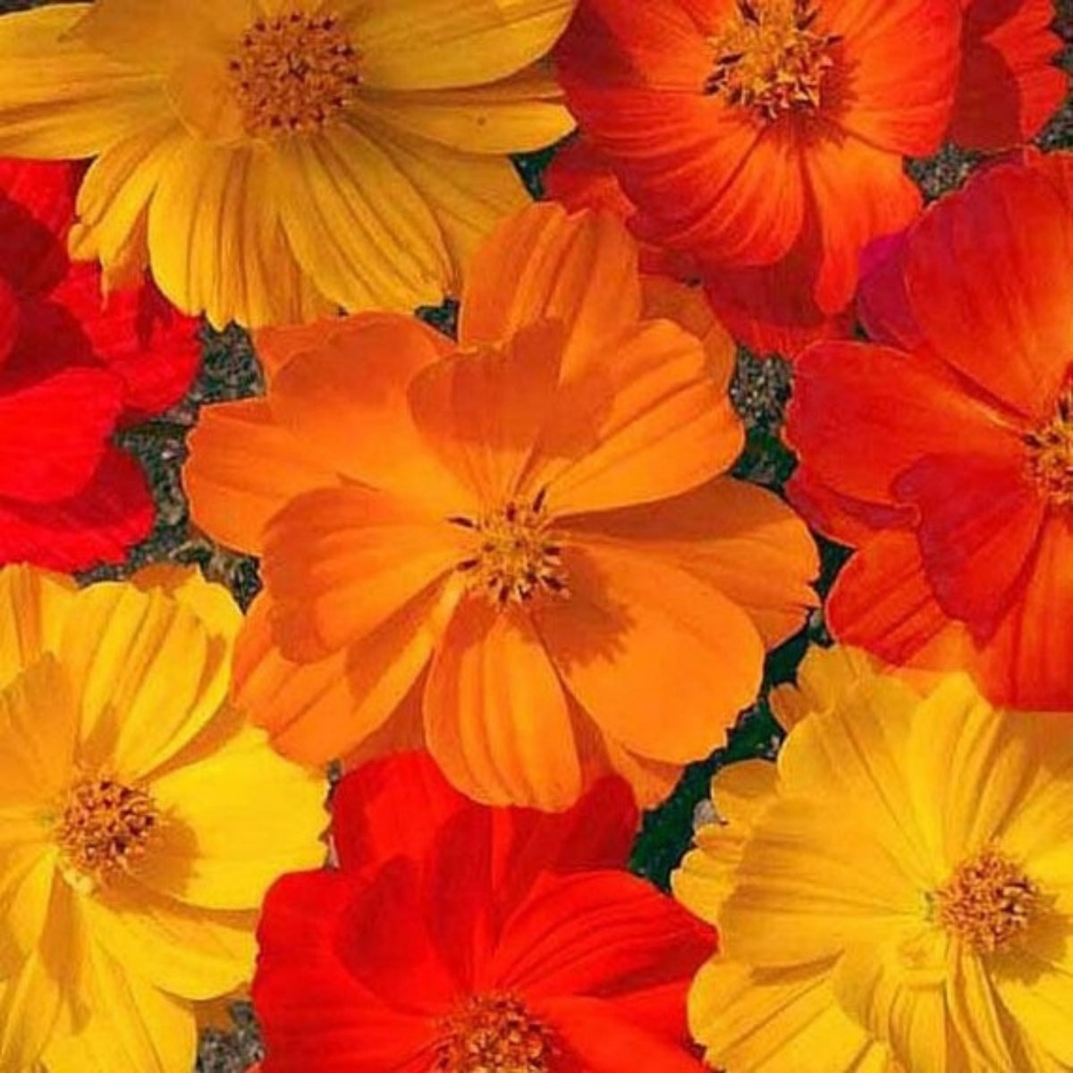 Polidor Mix Cosmos Seeds - Drought Tolerant, Cut Flower, 50+ seeds