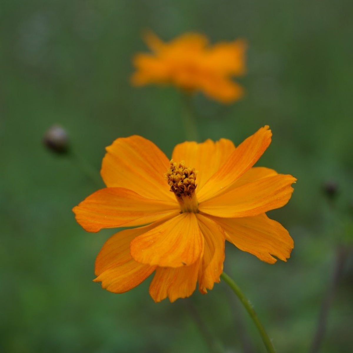 Polidor Mix Cosmos Seeds - Drought Tolerant, Cut Flower, 50+ seeds