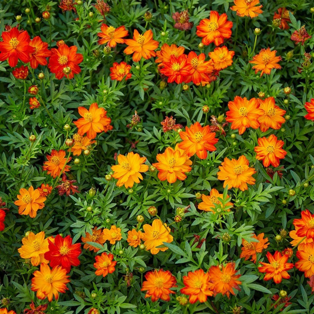 Polidor Mix Cosmos Seeds - Drought Tolerant, Cut Flower, 50+ seeds