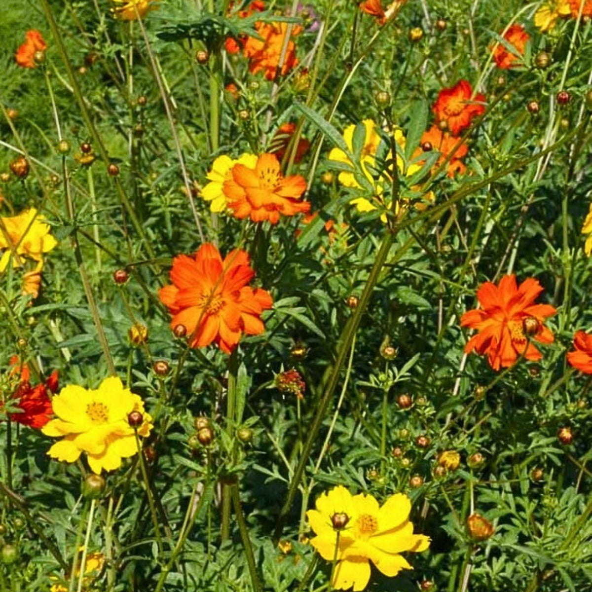 Polidor Mix Cosmos Seeds - Drought Tolerant, Cut Flower, 50+ seeds