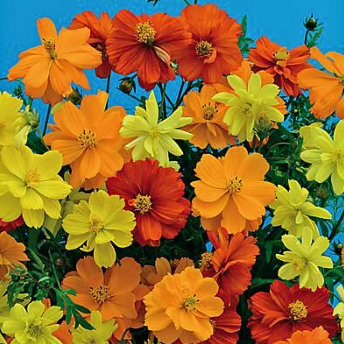 Polidor Mix Cosmos Seeds - Drought Tolerant, Cut Flower, 50+ seeds