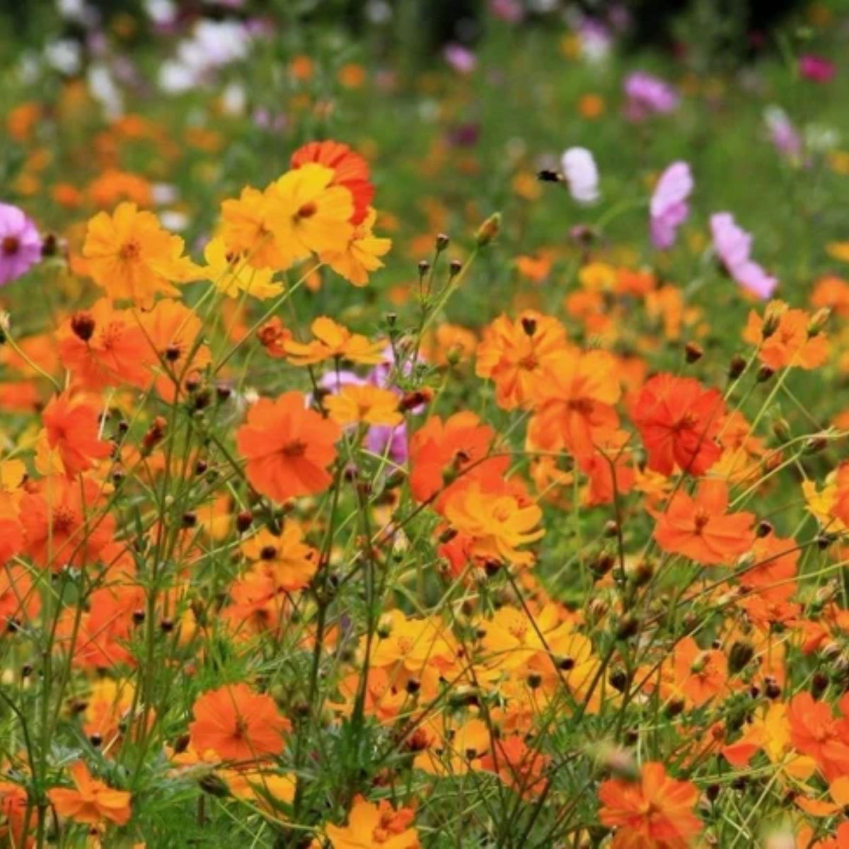 Polidor Mix Cosmos Seeds - Drought Tolerant, Cut Flower, 50+ seeds