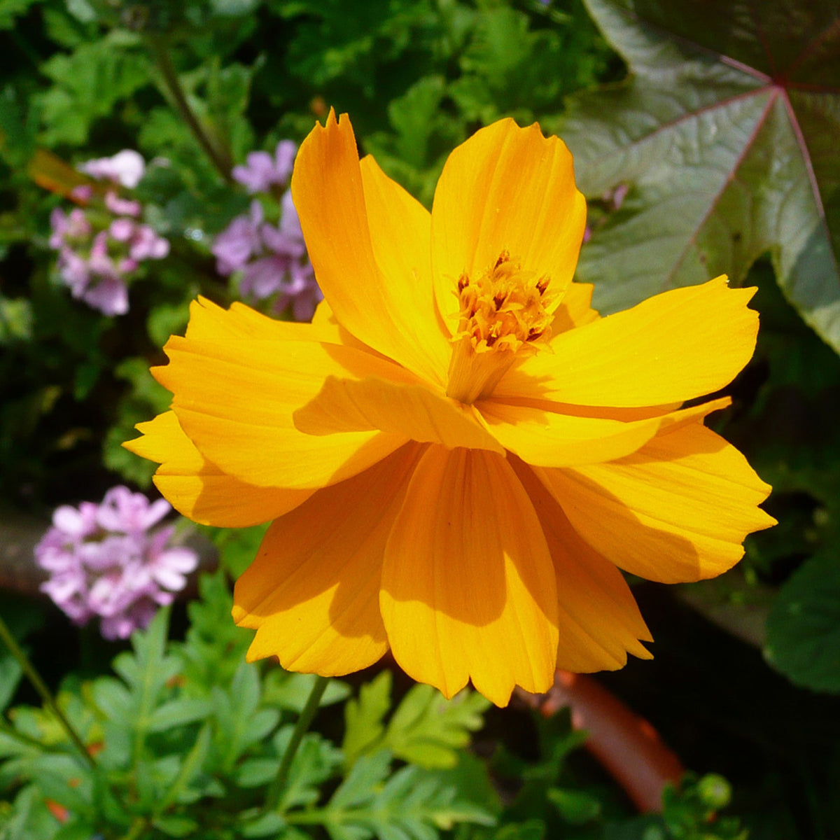 Polidor Mix Cosmos Seeds - Drought Tolerant, Cut Flower, 50+ seeds
