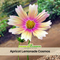 50+ Seeds| Apricot Lemonade Cosmos Seeds - Colorful Annual Flower Easy to Grow Pollinator Friendly for Garden Borders Containers and Cut Flowers , Drought Tolerant, Cut Flower, Attracts bees & butterflies #L006