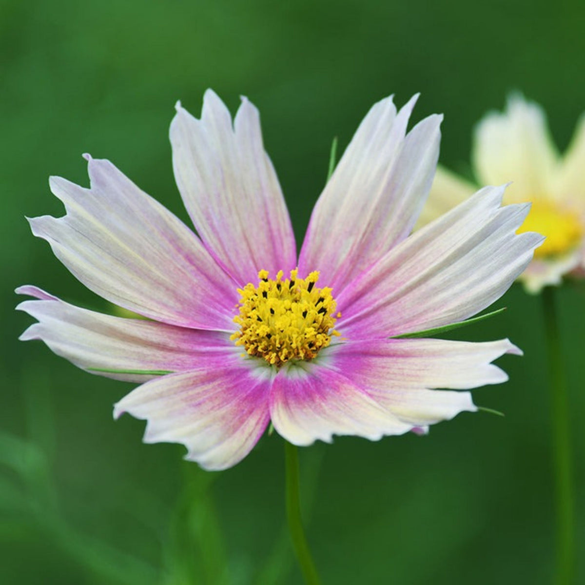 Apricot Lemonade Cosmos Seeds - Drought Tolerant, 50+ seeds
