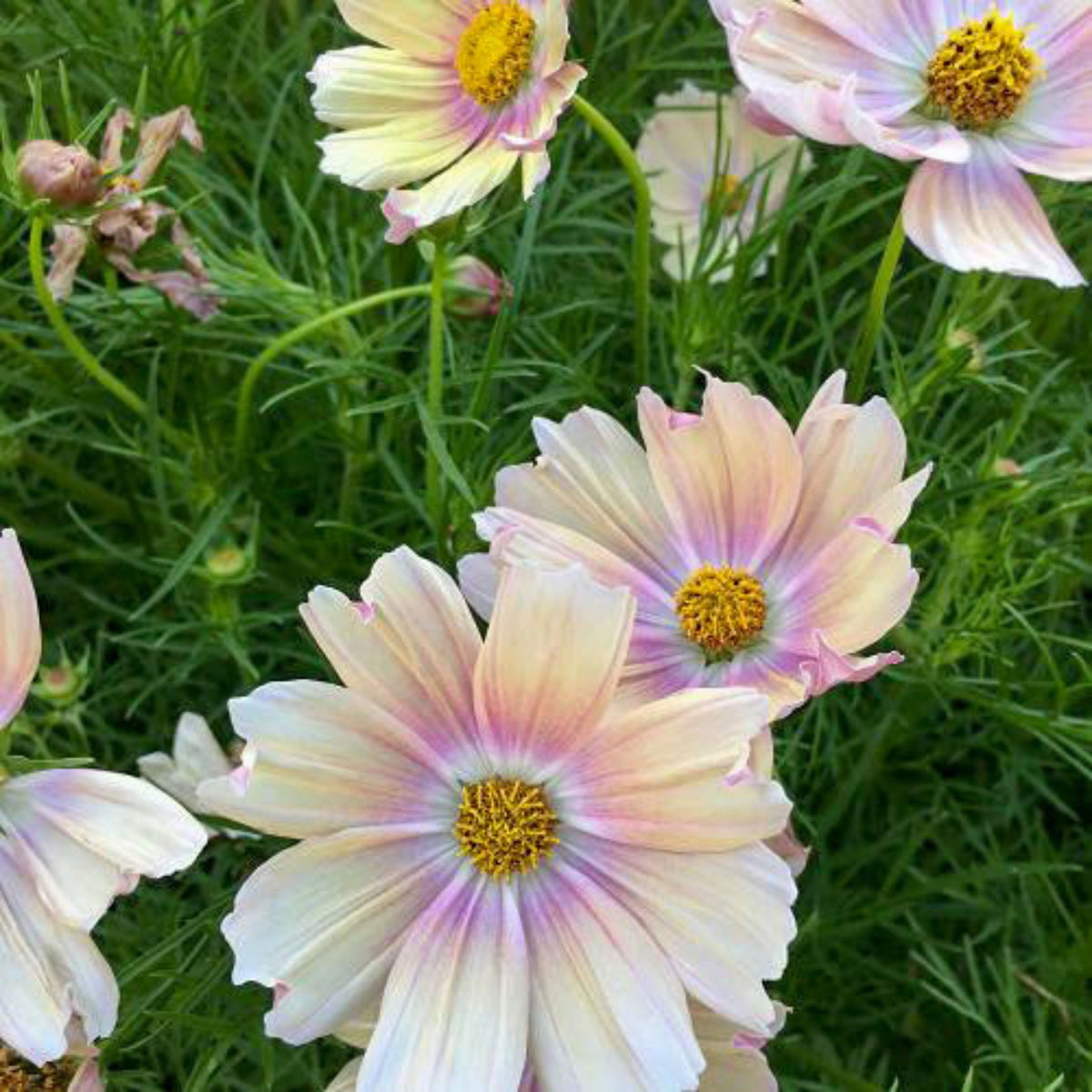 Apricot Lemonade Cosmos Seeds - Drought Tolerant, 50+ seeds
