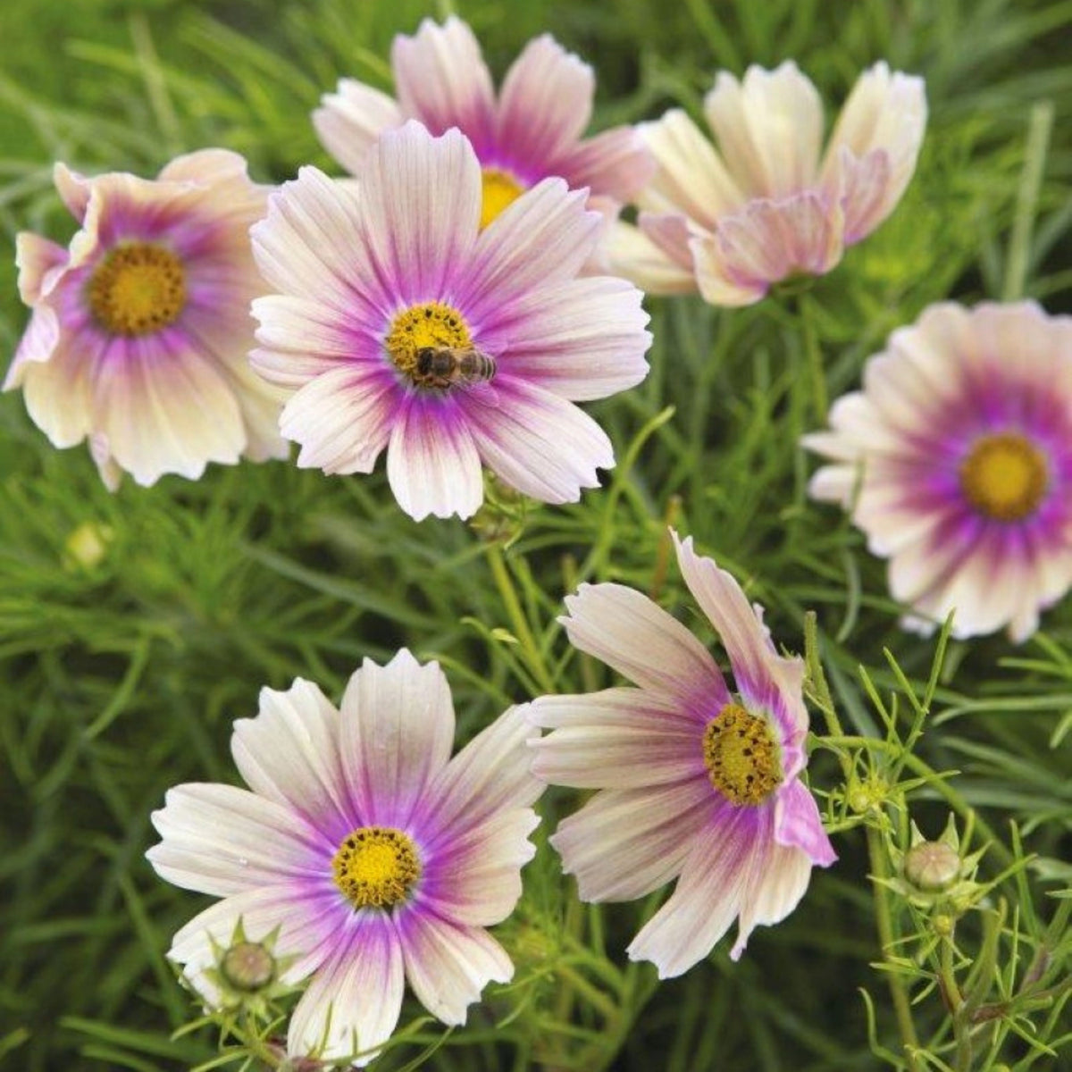 Apricot Lemonade Cosmos Seeds - Drought Tolerant, 50+ seeds