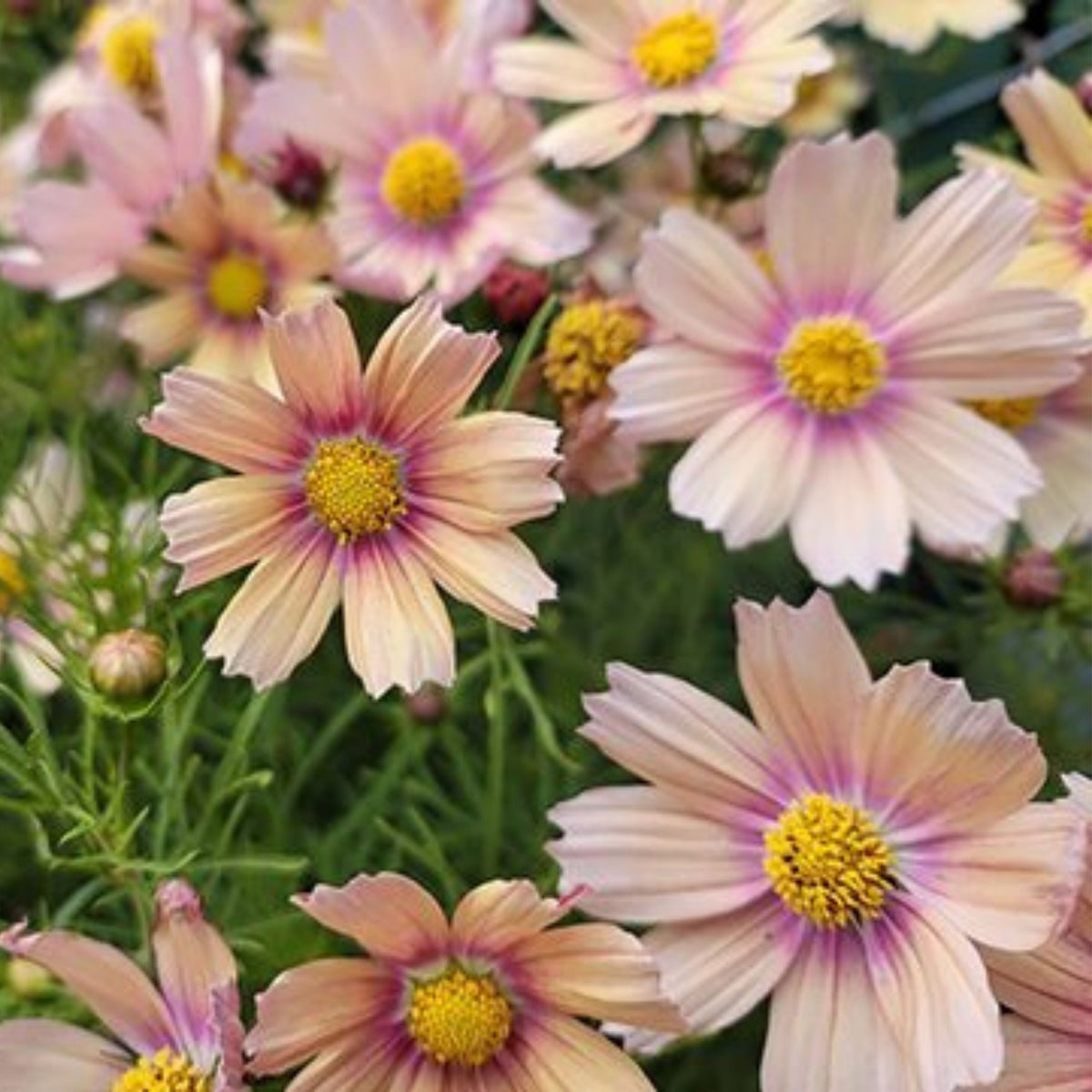 Apricot Lemonade Cosmos Seeds - Drought Tolerant, 50+ seeds