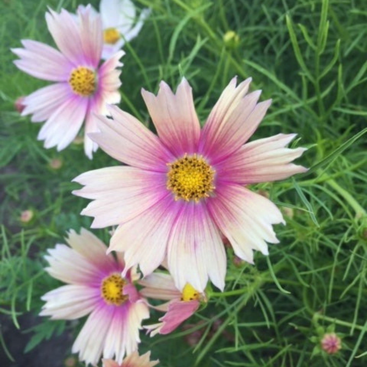 Apricot Lemonade Cosmos Seeds - Drought Tolerant, 50+ seeds