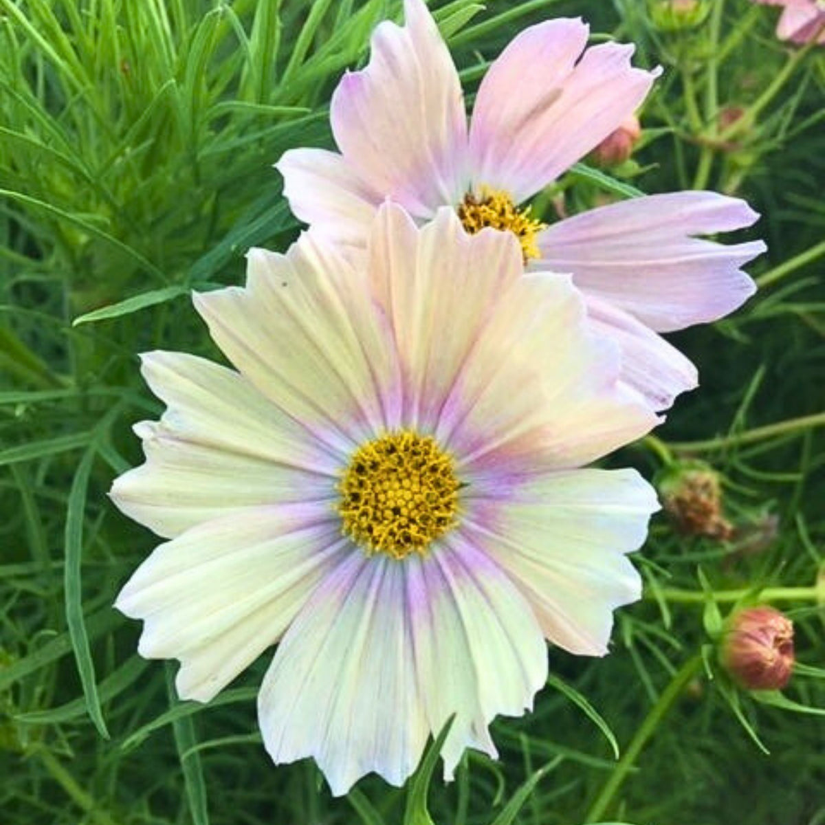 Apricot Lemonade Cosmos Seeds - Drought Tolerant, 50+ seeds