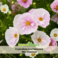 50+ Seeds| Cupcakes and Saucers Mix Cosmos Seeds - Colorful Annual Flower Easy to Grow Pollinator Friendly for Garden Borders Containers and Cut Flowers , Drought Tolerant, Cut Flower, Attracts bees & butterflies  #L007