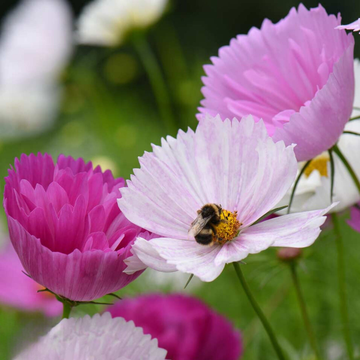 Cupcakes and Saucers Mix Cosmos Seeds - Drought Tolerant, 50+ seeds