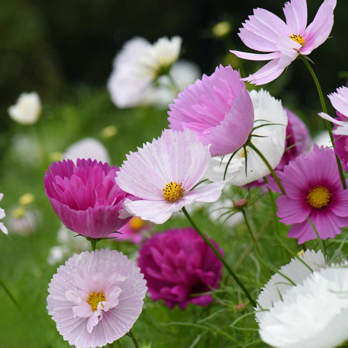 Cupcakes and Saucers Mix Cosmos Seeds - Drought Tolerant, 50+ seeds
