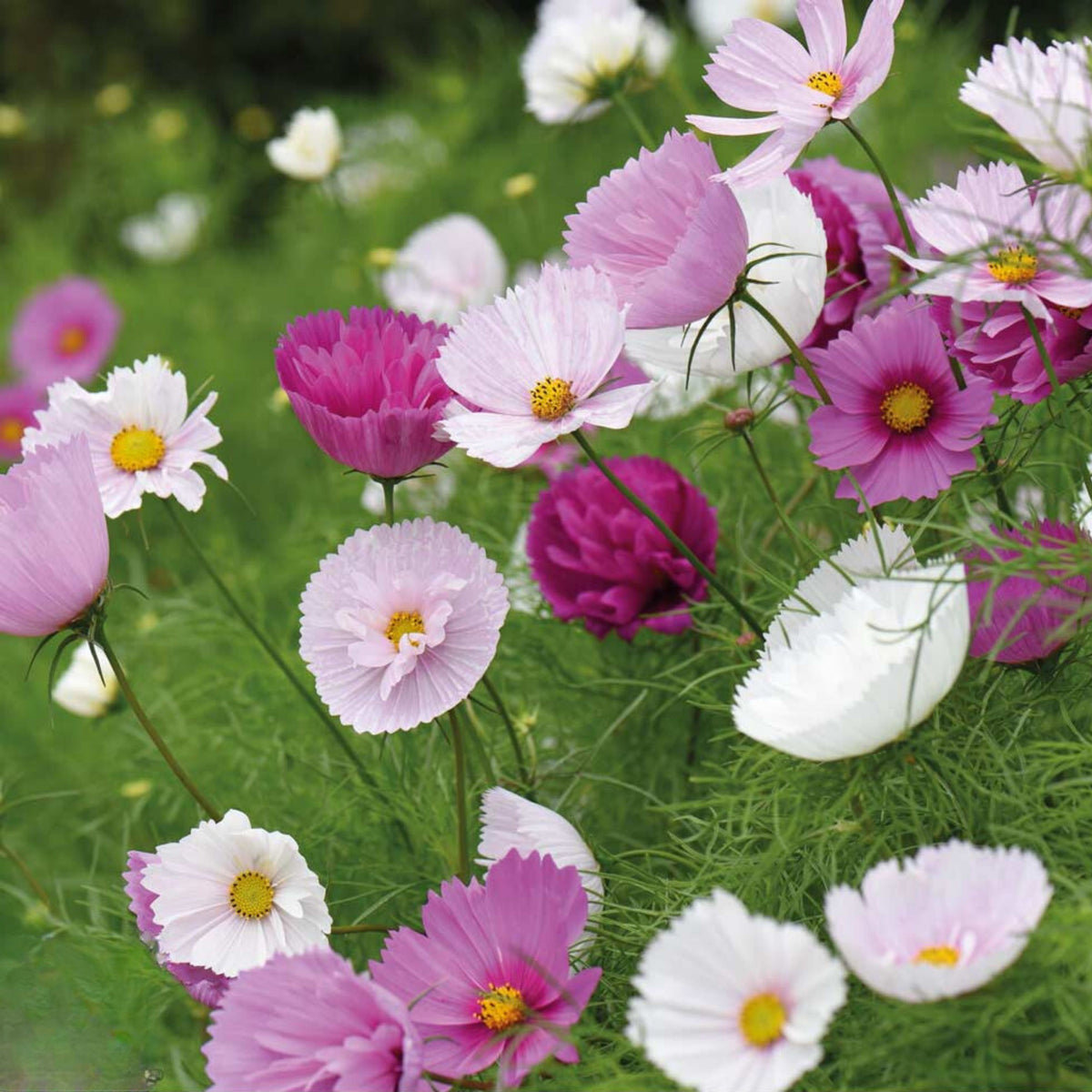 Cupcakes and Saucers Mix Cosmos Seeds - Drought Tolerant, 50+ seeds