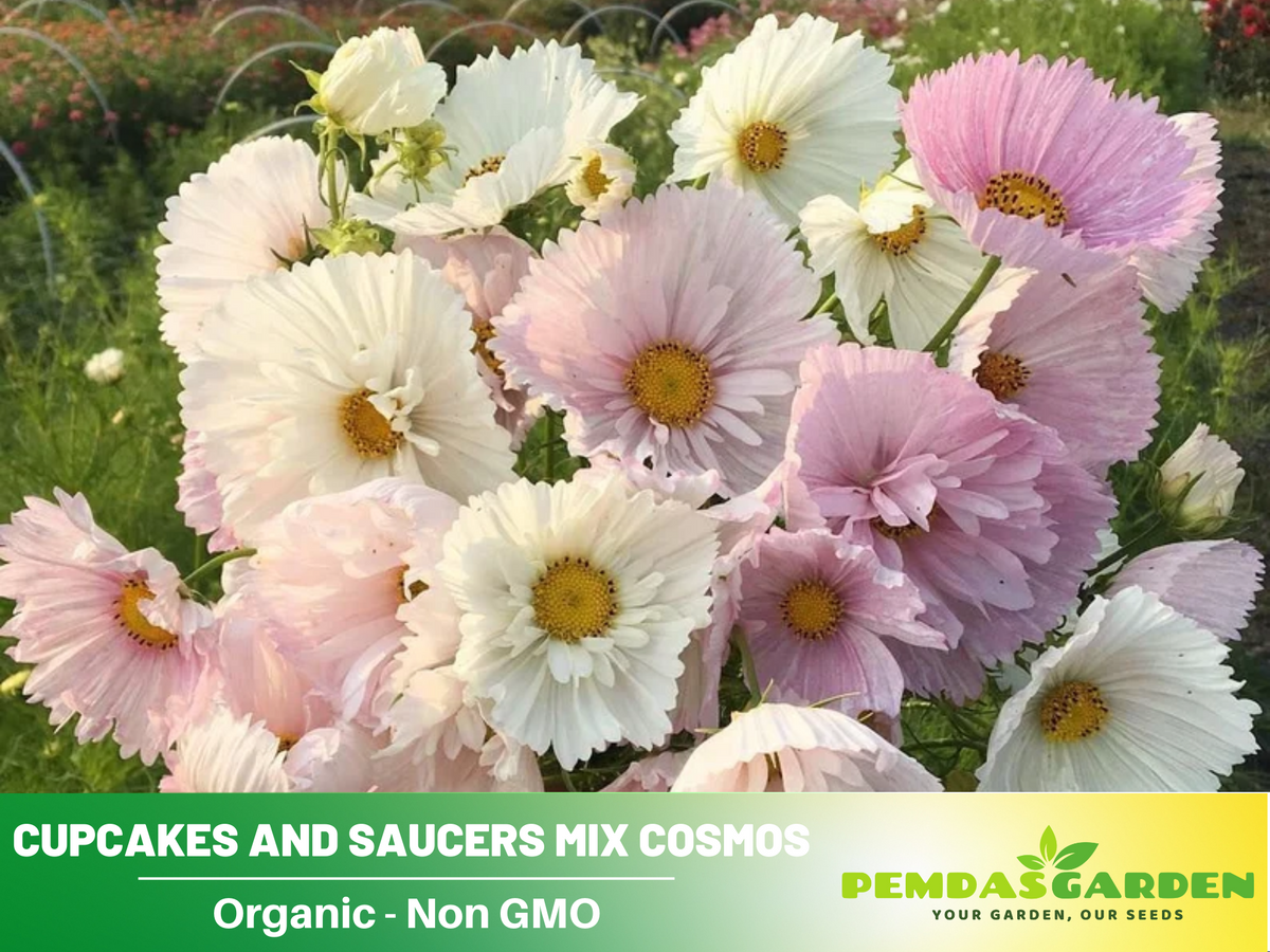 50+ Seeds| Cupcakes and Saucers Mix Cosmos Seeds Flower Seeds For Planting #L007