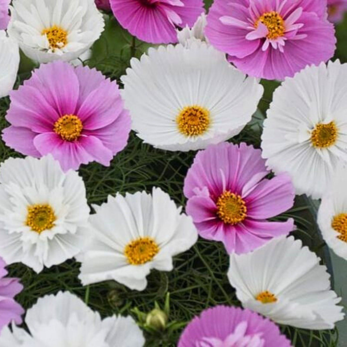 Cupcakes and Saucers Mix Cosmos Seeds - Drought Tolerant, 50+ seeds