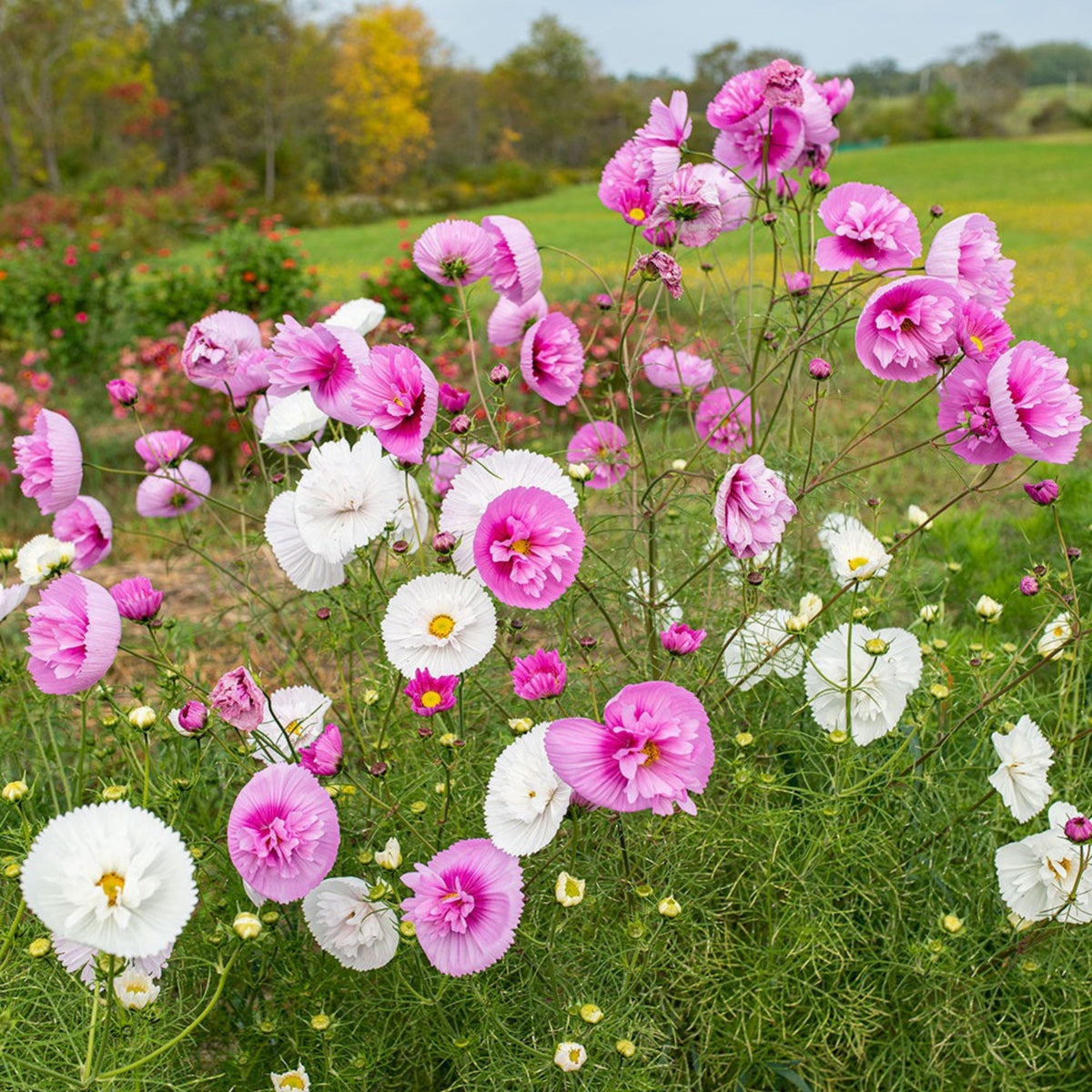 Cupcakes and Saucers Mix Cosmos Seeds - Drought Tolerant, 50+ seeds