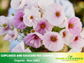 50+ Seeds| Cupcakes and Saucers Mix Cosmos Seeds - Colorful Annual Flower Easy to Grow Pollinator Friendly for Garden Borders Containers and Cut Flowers , Drought Tolerant, Cut Flower, Attracts bees & butterflies  #L007