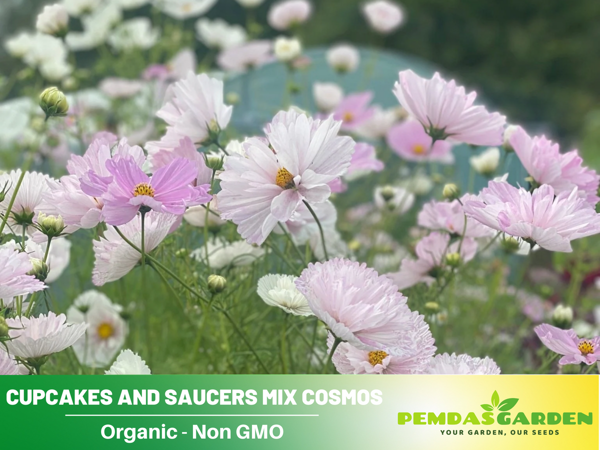 50+ Seeds| Cupcakes and Saucers Mix Cosmos Seeds Flower Seeds For Planting #L007