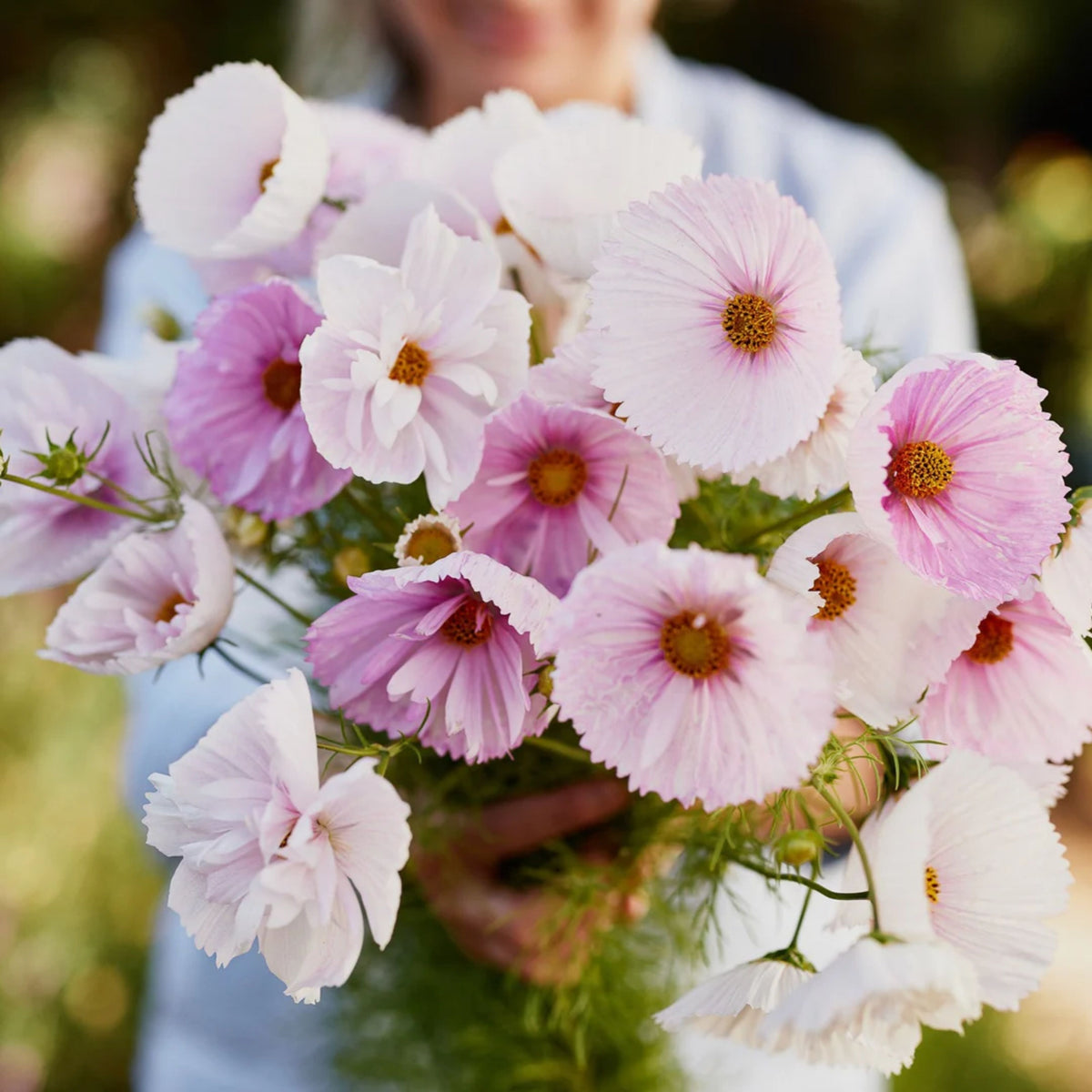 Cupcakes and Saucers Mix Cosmos Seeds - Drought Tolerant, 50+ seeds