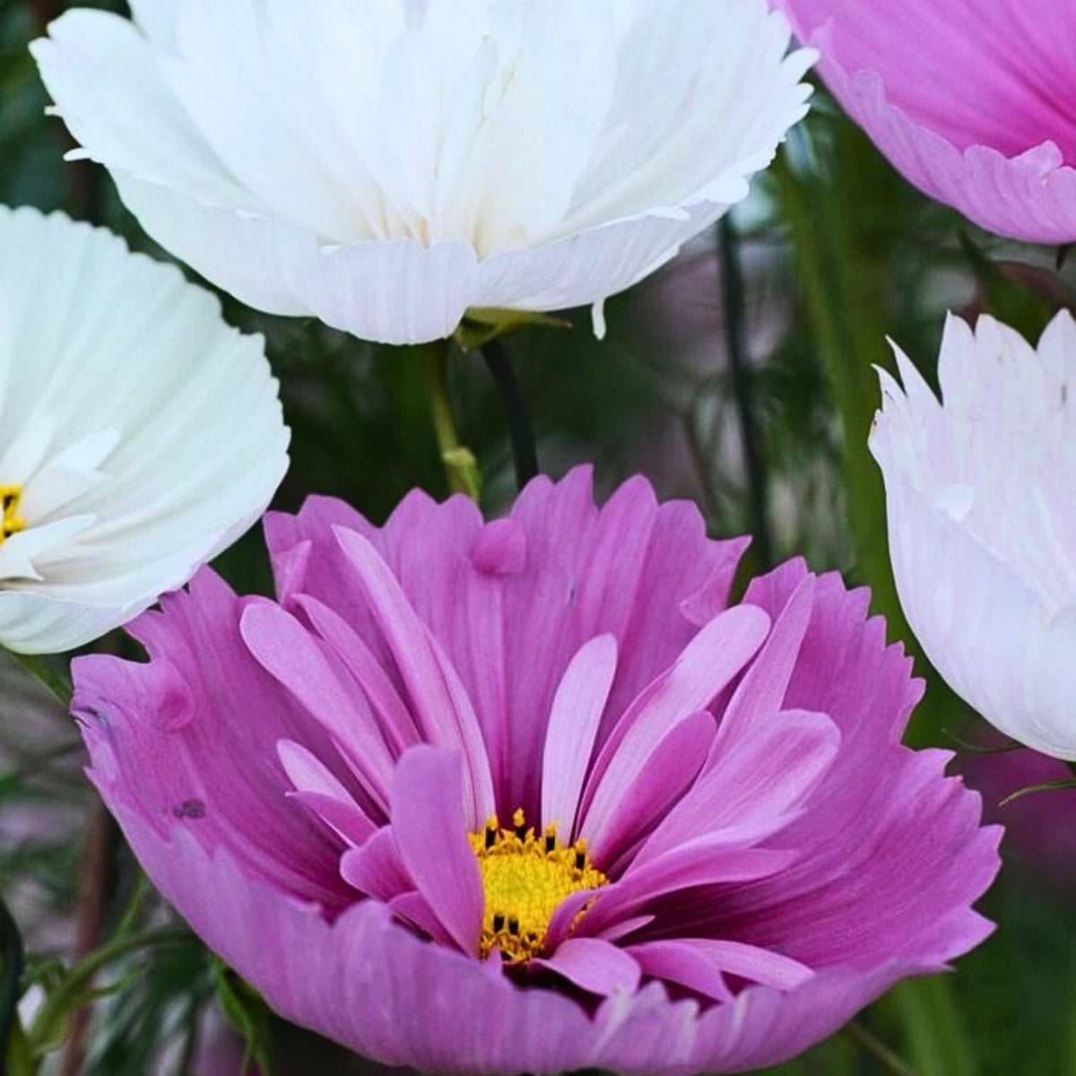 Cupcakes and Saucers Mix Cosmos Seeds - Drought Tolerant, 50+ seeds
