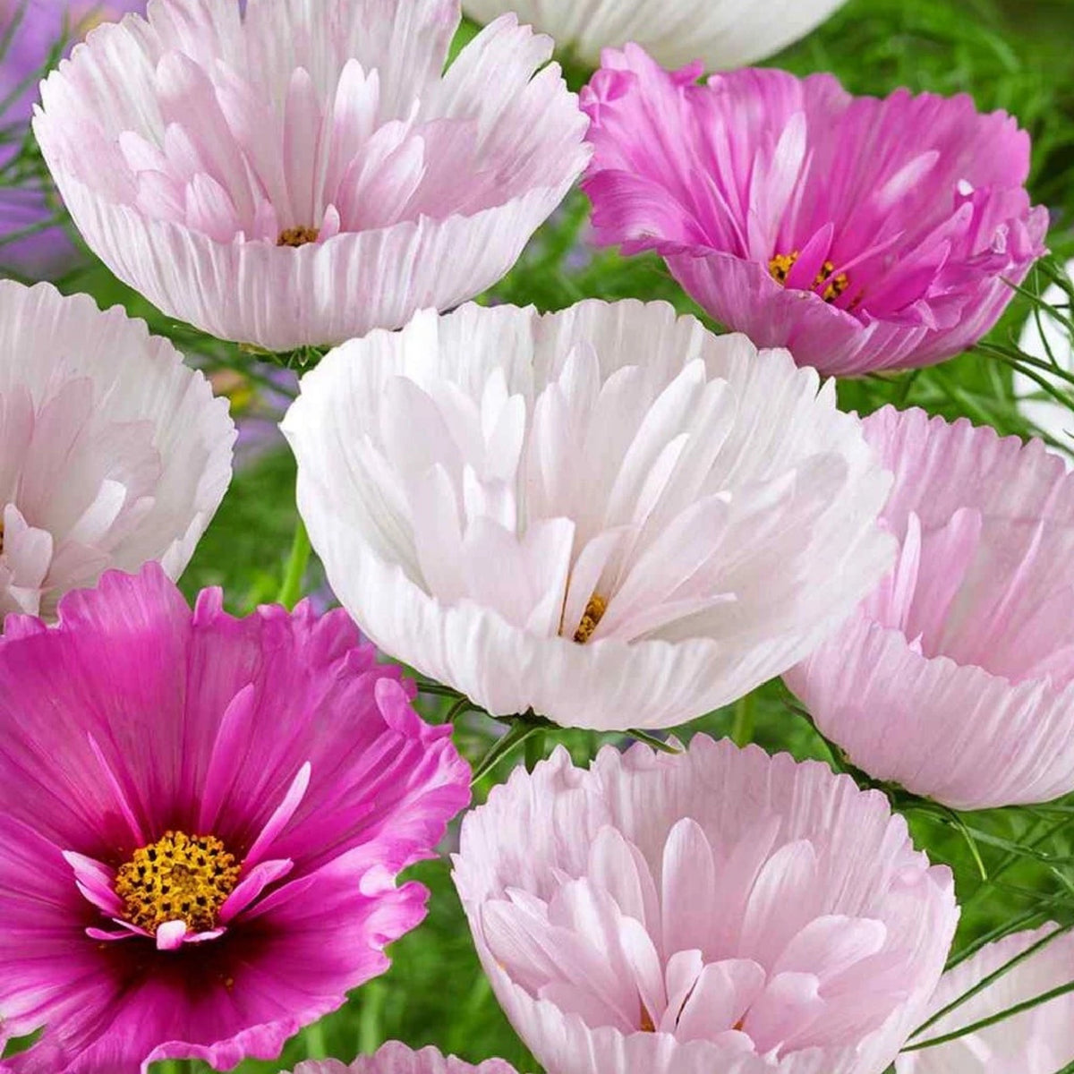 Cupcakes and Saucers Mix Cosmos Seeds - Drought Tolerant, 50+ seeds