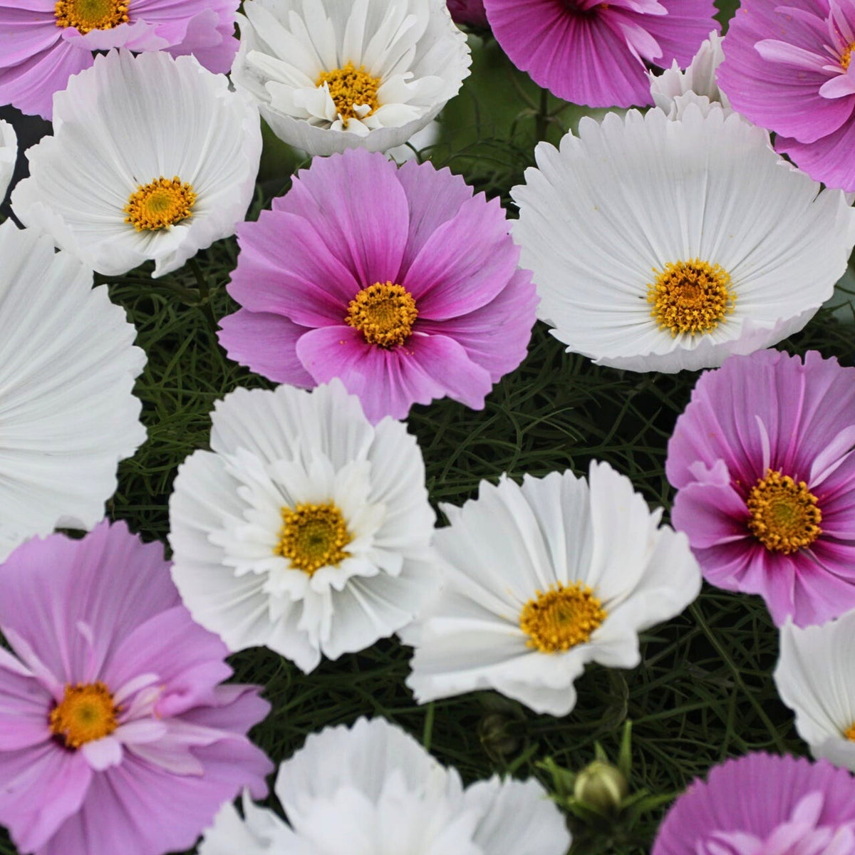 Cupcakes and Saucers Mix Cosmos Seeds - Drought Tolerant, 50+ seeds