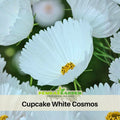 50+ Seeds| Cupcake White Cosmos Seeds - Colorful Annual Flower Easy to Grow Pollinator Friendly for Garden Borders Containers and Cut Flowers , Drought Tolerant, Cut Flower, Attracts bees & butterflies  #L008