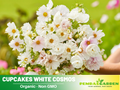 50+ Seeds| Cupcake White Cosmos Seeds - Colorful Annual Flower Easy to Grow Pollinator Friendly for Garden Borders Containers and Cut Flowers , Drought Tolerant, Cut Flower, Attracts bees & butterflies  #L008