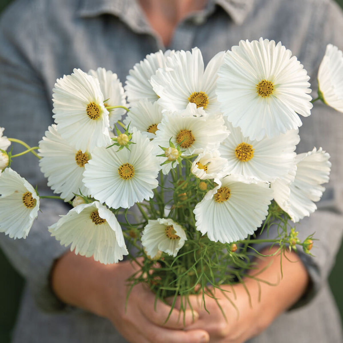 Cupcake White Cosmos Seeds - Drought Tolerant, Cut Flower, 50+ seeds