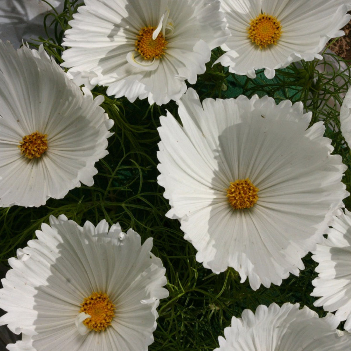 Cupcake White Cosmos Seeds - Drought Tolerant, Cut Flower, 50+ seeds