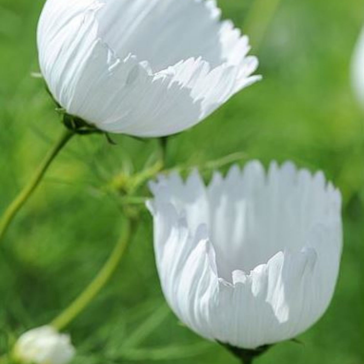 Cupcake White Cosmos Seeds - Drought Tolerant, Cut Flower, 50+ seeds