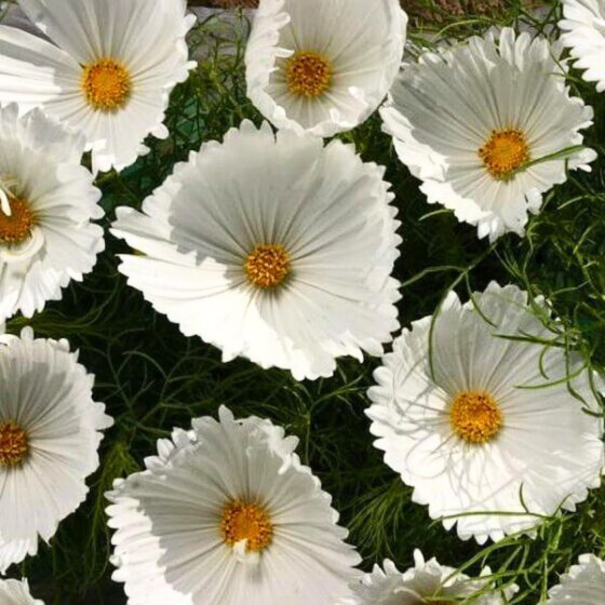 Cupcake White Cosmos Seeds - Drought Tolerant, Cut Flower, 50+ seeds