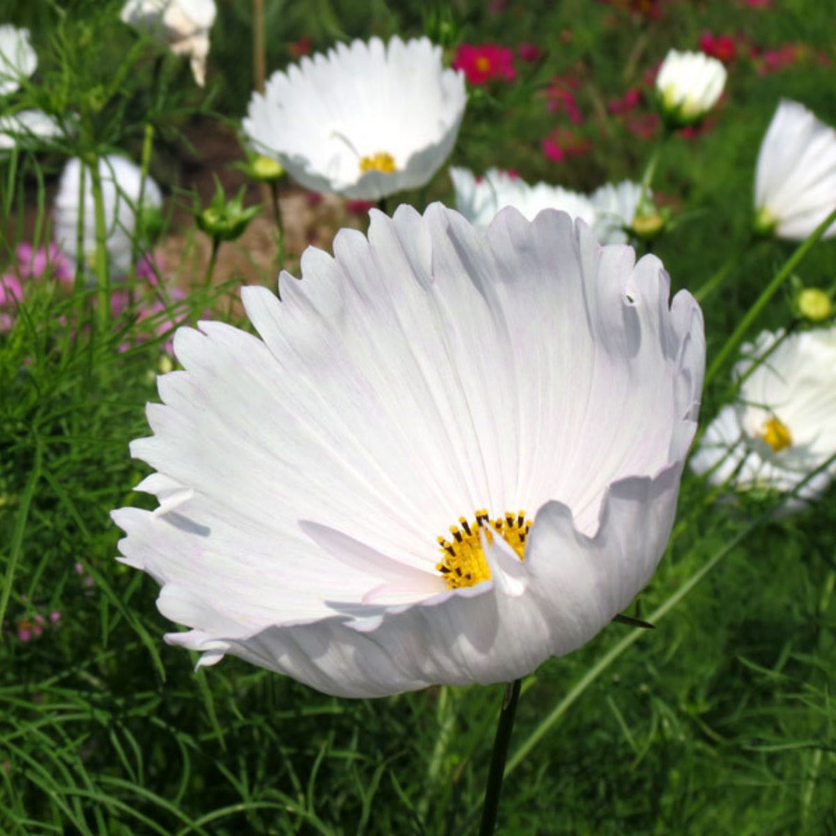 Cupcake White Cosmos Seeds - Drought Tolerant, Cut Flower, 50+ seeds