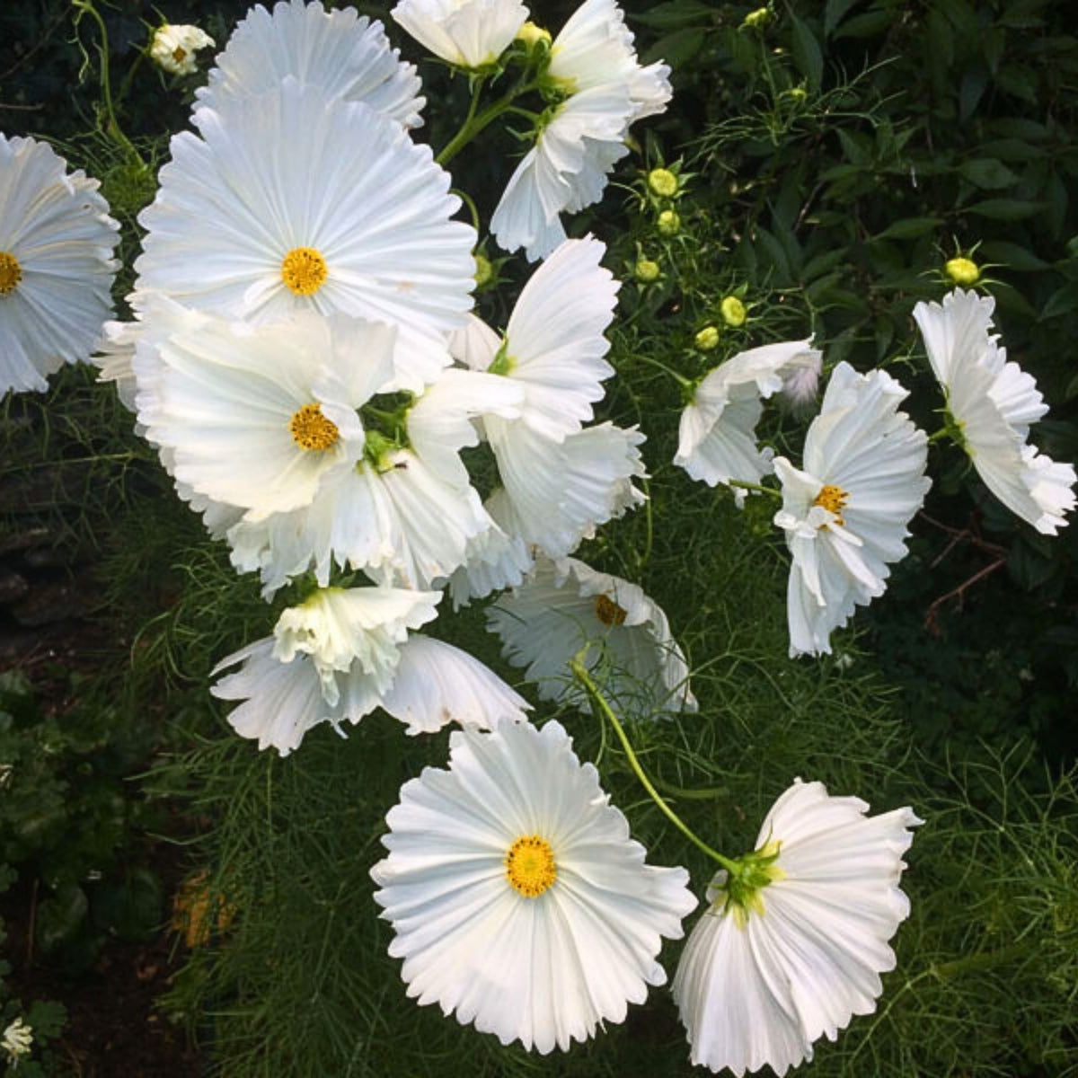 Cupcake White Cosmos Seeds - Drought Tolerant, Cut Flower, 50+ seeds