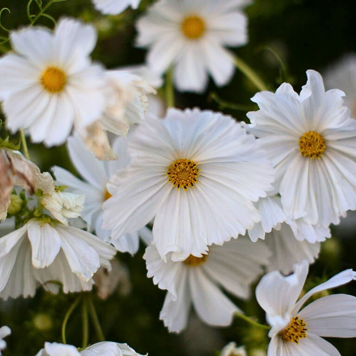 Cupcake White Cosmos Seeds - Drought Tolerant, Cut Flower, 50+ seeds