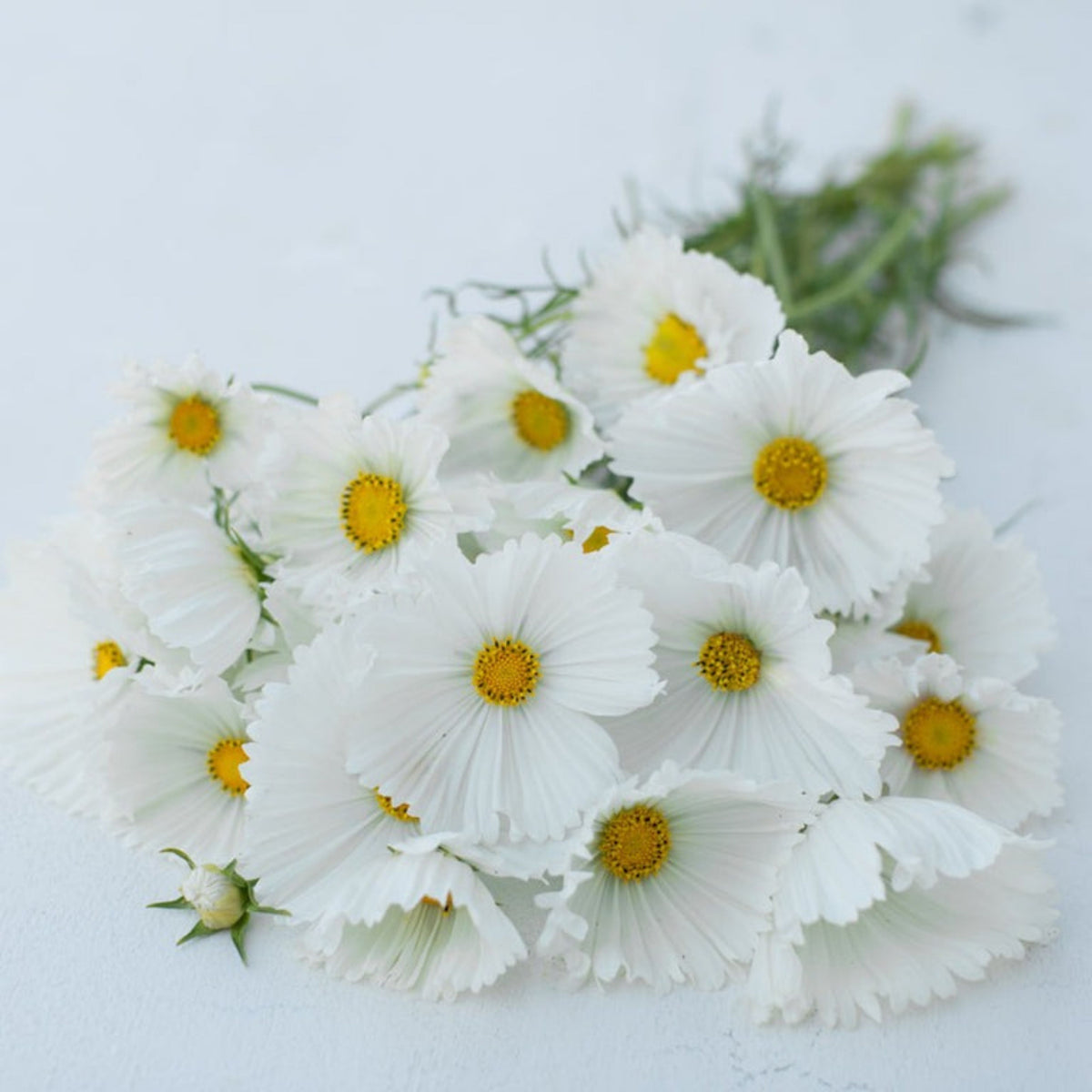 Cupcake White Cosmos Seeds - Drought Tolerant, Cut Flower, 50+ seeds