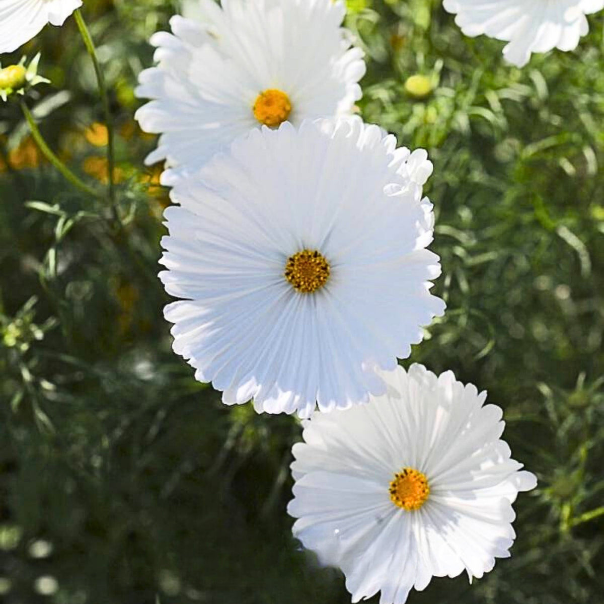Cupcake White Cosmos Seeds - Drought Tolerant, Cut Flower, 50+ seeds