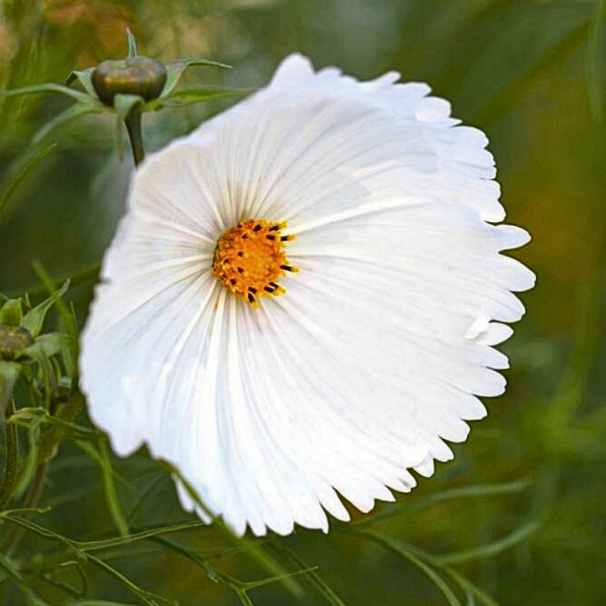 Cupcake White Cosmos Seeds - Drought Tolerant, Cut Flower, 50+ seeds