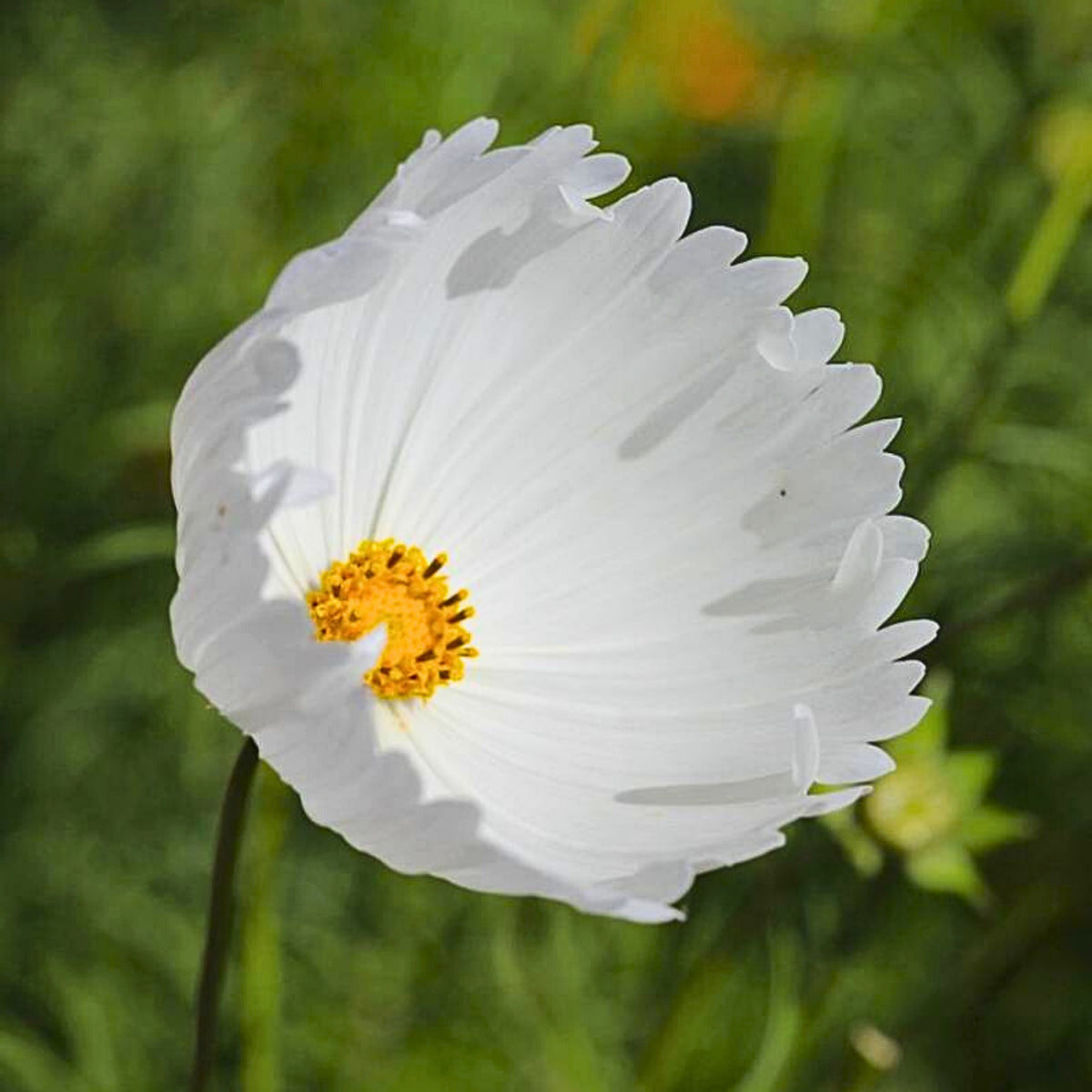 Cupcake White Cosmos Seeds - Drought Tolerant, Cut Flower, 50+ seeds