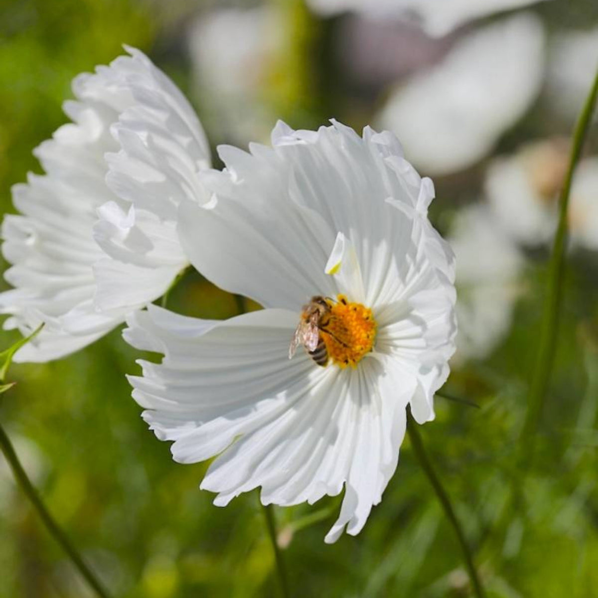 Cupcake White Cosmos Seeds - Drought Tolerant, Cut Flower, 50+ seeds