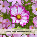 50+ Seeds| Candy Stripe & Picotee Cosmos Seeds - Colorful Annual Flower Easy to Grow Pollinator Friendly for Garden Borders Containers and Cut Flowers , drought tolerant, Cut Flower#L009