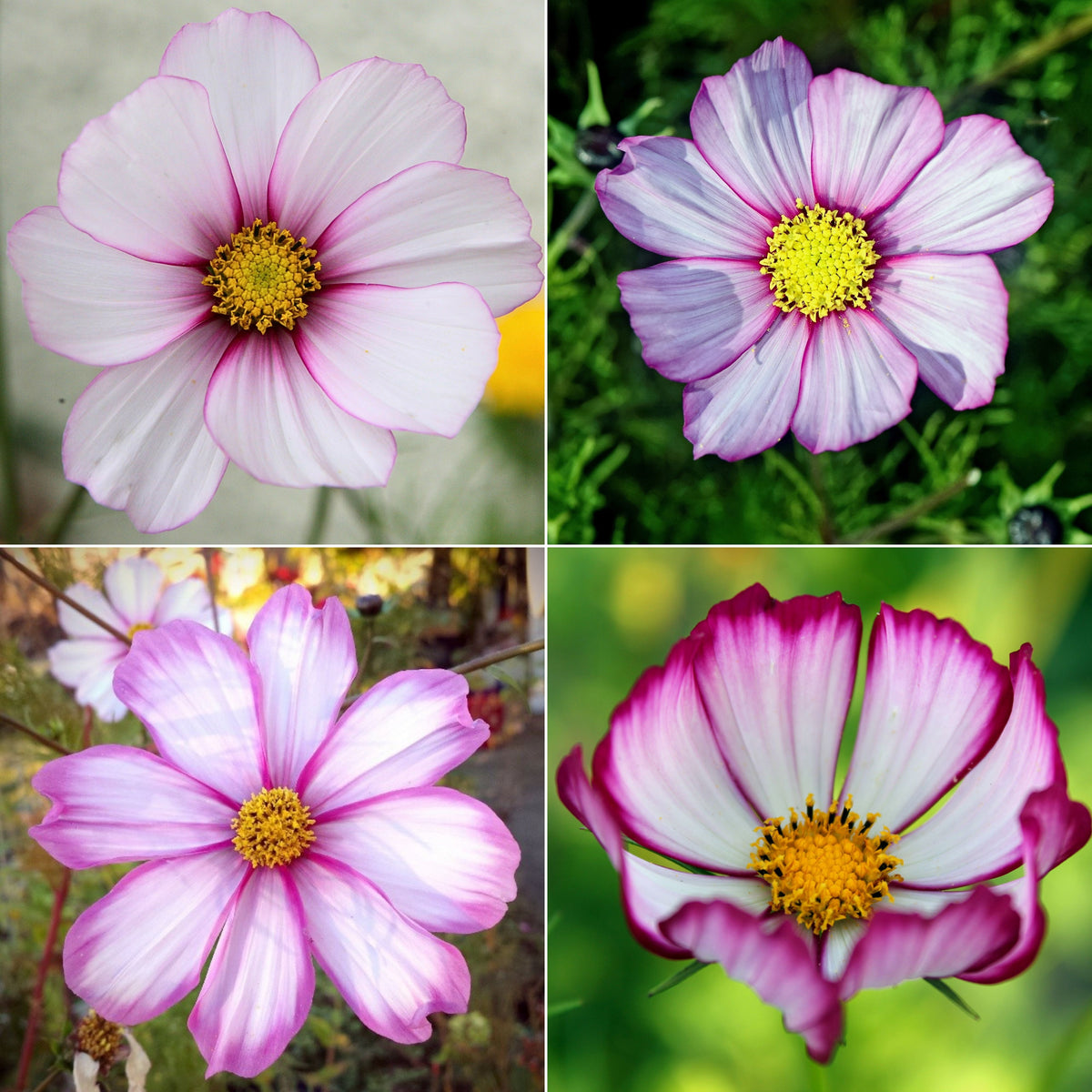 Candy Stripe & Picotee Cosmos Seeds - Drought Tolerant, 50+ seeds