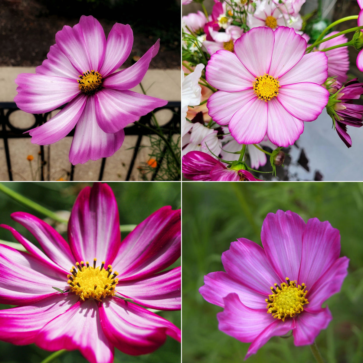 Candy Stripe & Picotee Cosmos Seeds - Drought Tolerant, 50+ seeds